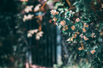 wicket in the garden
