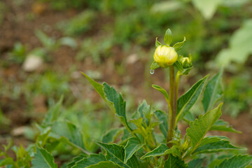 Dahlia plant with buds and dew.