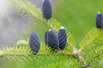 Detail Fir cone on the tree as a green background. close up. Copy space for description or text.