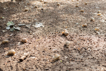 Fototapeta na wymiar Grape snails. Snails creep on ground.