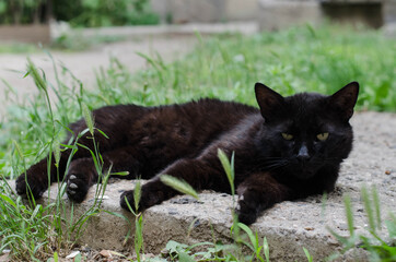 Street cat. The yard cat walks.