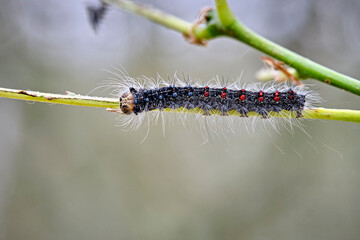 Raupe des Schwammspinner s ( Lymantria dispar ).