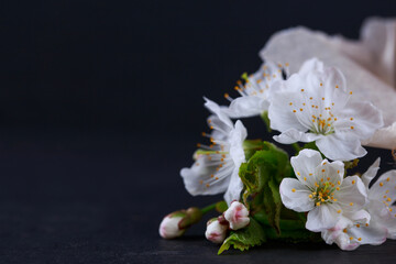Fototapeta na wymiar Beautiful cherry flowers