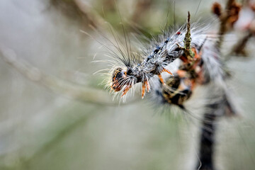 Raupe des Schwammspinner s ( Lymantria dispar ).