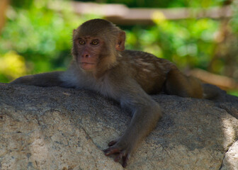 Fototapeta premium A macaque monkey is lying on a tree and looking away