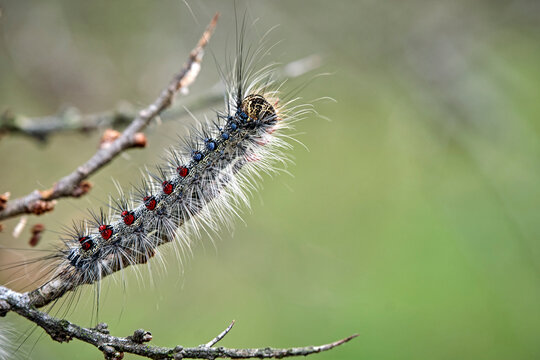 Raupe des Schwammspinner s ( Lymantria dispar ).