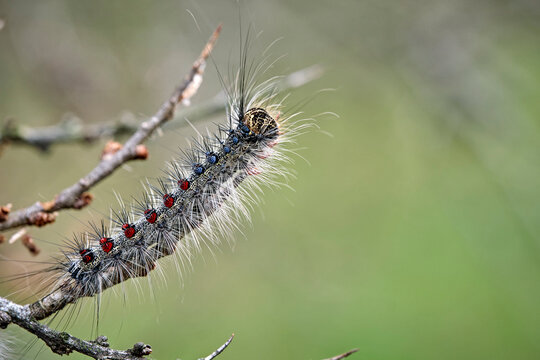 Raupe des Schwammspinner s ( Lymantria dispar ).