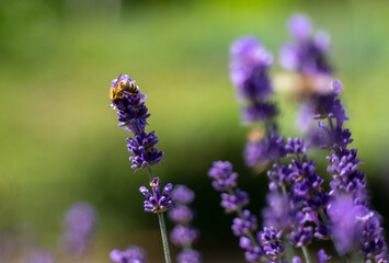 bee collecting pollen