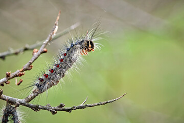 Raupe des Schwammspinner s ( Lymantria dispar ).