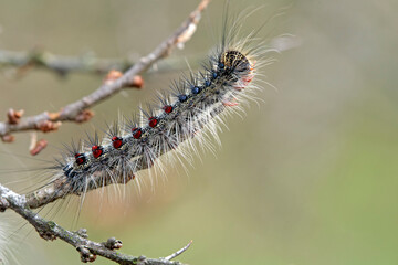 Raupe des Schwammspinner s ( Lymantria dispar ).
