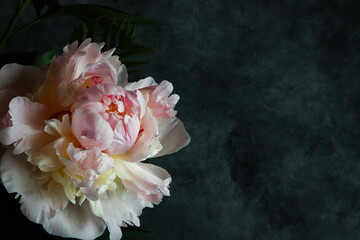 Obraz na płótnie Canvas pink peony flowers in the dark background