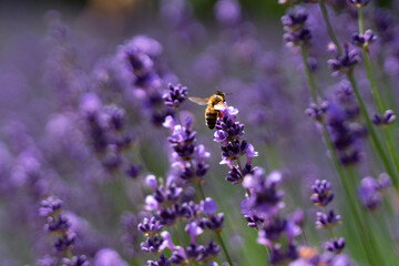 bee collecting pollen