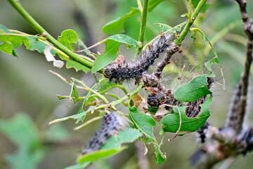 Raupe des Schwammspinner s ( Lymantria dispar ).