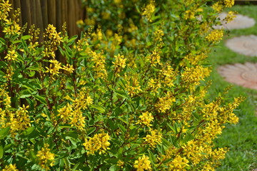 Obraz premium Tristellateia australasiae A. Rich. flower.