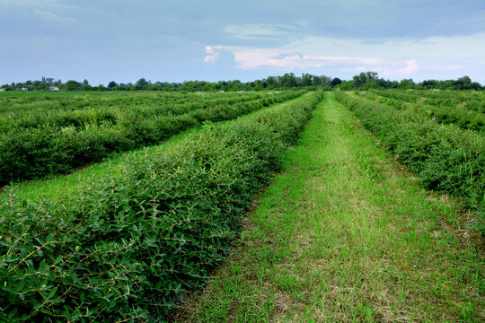 plantacja jagody kamczackiej