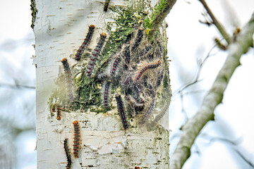 Raupe des Schwammspinner s ( Lymantria dispar ).