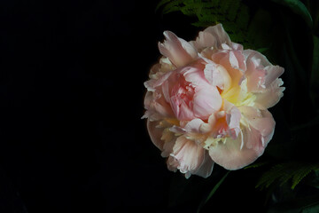 pink peony flowers in the dark background