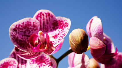 Purple and white marbled Phalaenopsis orchid flower close up detail and blue sky
