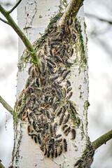 Raupe des Schwammspinner s ( Lymantria dispar ).