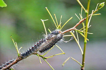 Raupe des Schwammspinner s ( Lymantria dispar ).