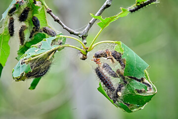 Raupe des Schwammspinner s ( Lymantria dispar ).