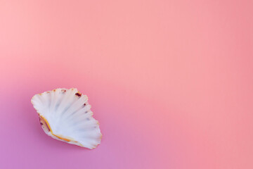 Summer background. Pastel pink with sea shells , top view. Summer holiday concept.