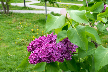 Flowering Lilac (lat. Syringa), Reutov, Moscow region, Russian Federation, May 30, 2020