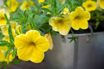 Obraz na płótnie Canvas Bright yellow petunia flowers in flower pot in the garden