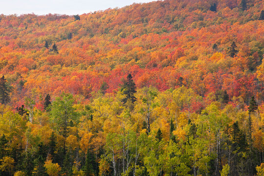 Northern Minnesota hillside ablaze with trees in fall color