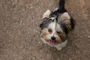 Dog breed Yorkshire Terrier for a walk. The dog is smiling. The dog is looking up.