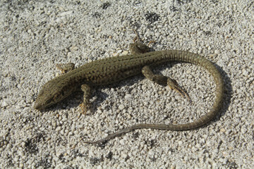un lézard des murailles sur un mur dans le sud de la France
