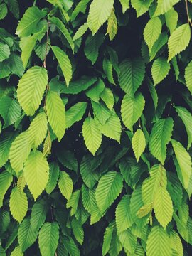 Green leaves cover a surface with different shapes in a natural setting during daylight hours