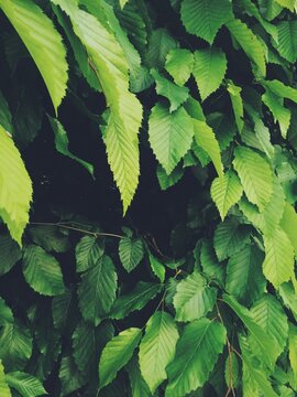Green leaves cover a surface with different shapes in a natural setting during daylight hours