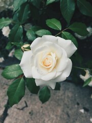 White Rose. Blue tinted. Macro photo