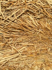 Texture of hay. Background. Place for text