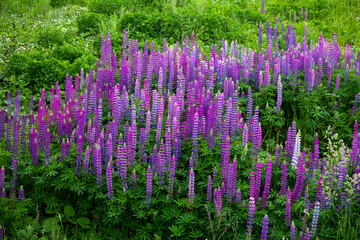 Obraz premium Many beautiful blooming pink lupine in the meadow