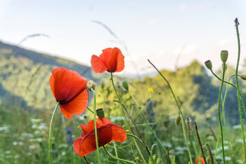 Fototapeta premium Flowers Red poppies blossom on wild field. Beautiful field red poppies with selective focus. Red poppies in soft light. Opium poppy. Natural drugs. Glade of red poppies. Lonely poppy. Soft focus blur