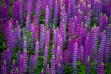 Many beautiful blooming pink lupine in the meadow