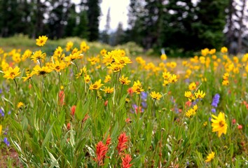 Flowers