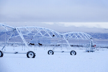 Winter field