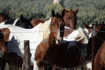 Horse