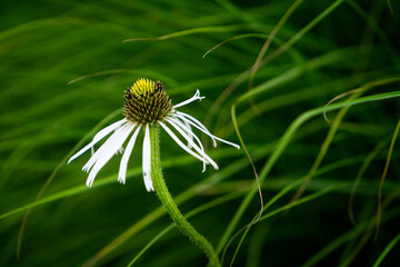 The head-shaped inflorescences of Echinacea stand individually on relatively long stems