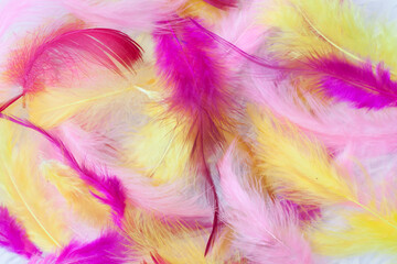 Fototapeta na wymiar Chaotic yellow, pink, lilac colored feathers background.