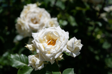 Beautiful fresh white fragrant roses in a city park. urban beautification by florists. cozy backyard with blooming flowers