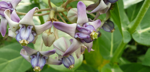 Bunch of clown flower, it's called many names "Calotropis gigantea" and "Ela wara"