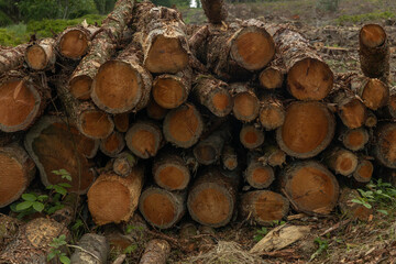 stack of wood