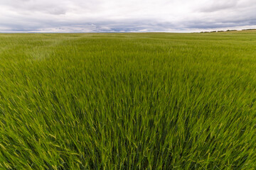 green wheat field