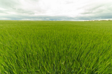 green wheat field