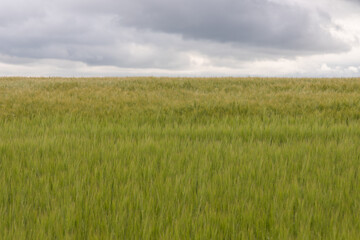 field of wheat