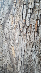 Old rough cracked tree with wooden textured cork